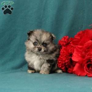 Quinn, Pomeranian Puppy